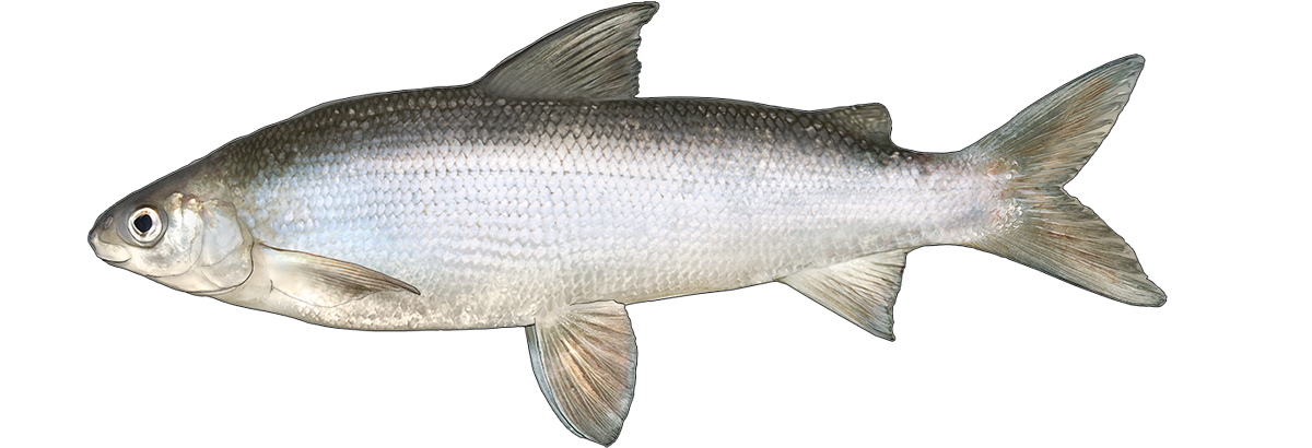 Whitefish Goby Fishing Bait