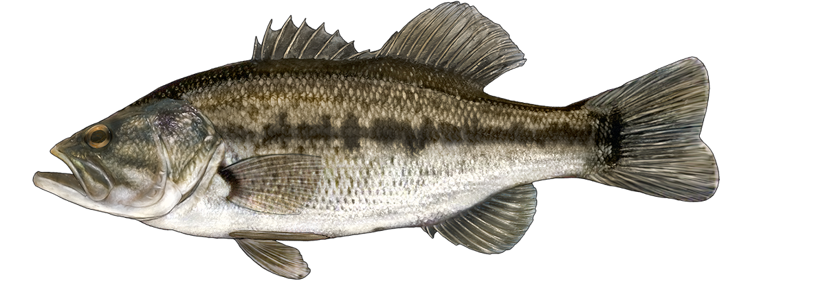 Largemouth Bass Goby Fishing Bait