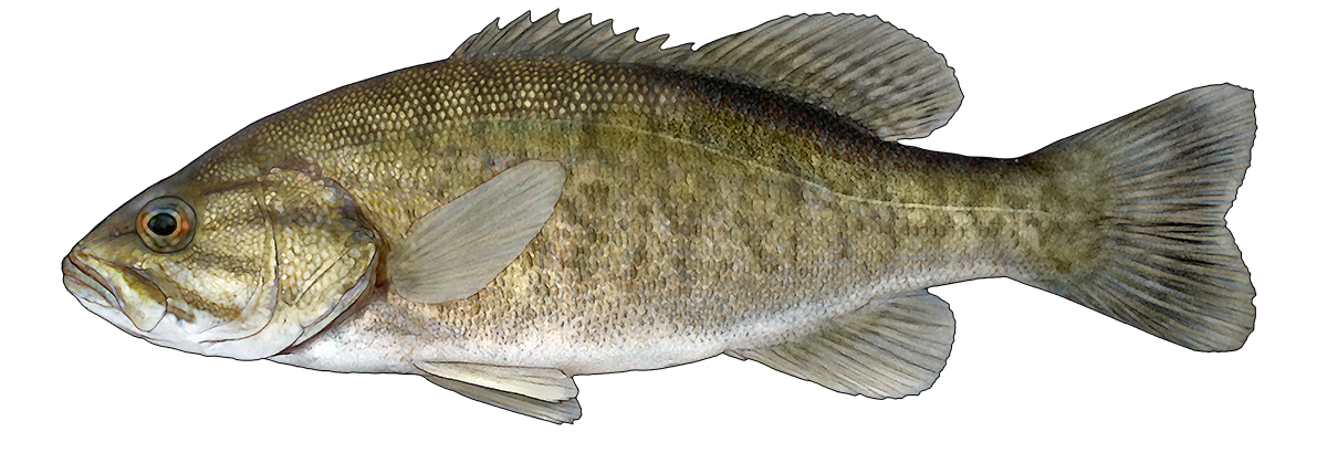 1. Changes in growth and diet of smallmouth bass following invasion of Lake Erie by the round goby