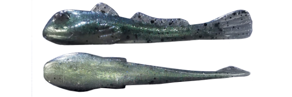 Guarder Goby - (G013-064)