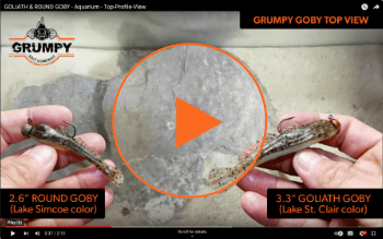 Importance of Accurate Goby Profile
