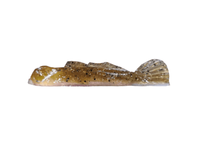 Natural Goby/Copper Belly (007) (+CAD$1.00)